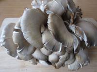 Wash oyster mushroom ......