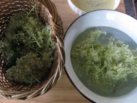 Soak elderflowers picked up on a sunny day in cold...