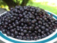 Collect the aronia and wash it on a sieve under...